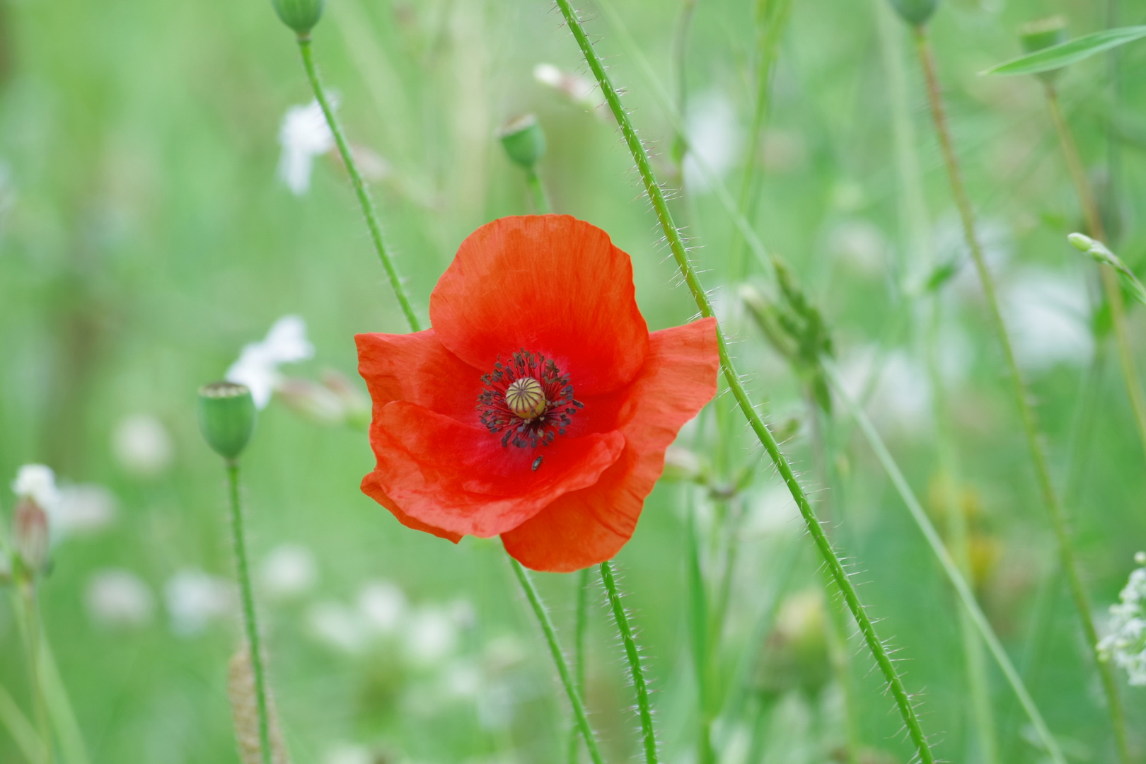 L'été, le coquelicot colore les champs et prés