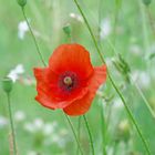 L'été, le coquelicot colore les champs et prés