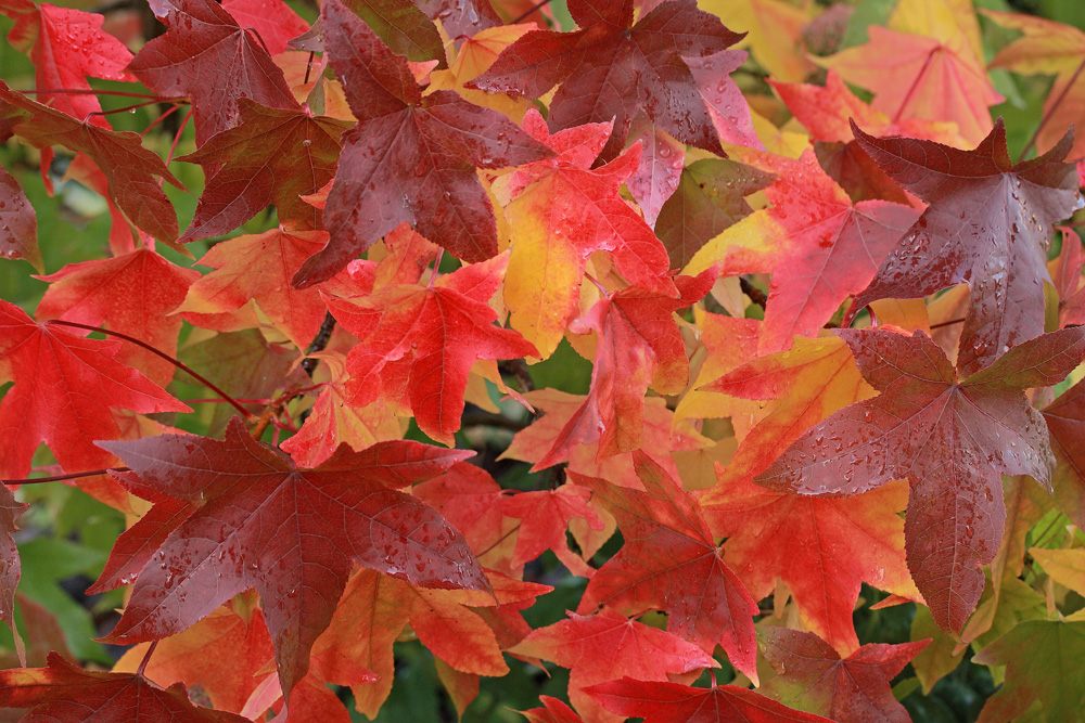 L'été n'est plus, vive l'automne - 2