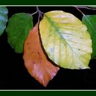 L'été se termine, l'automne arrive en douceur avec ses jolies couleurs