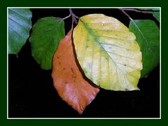 L'été se termine, l'automne arrive en douceur avec ses jolies couleurs