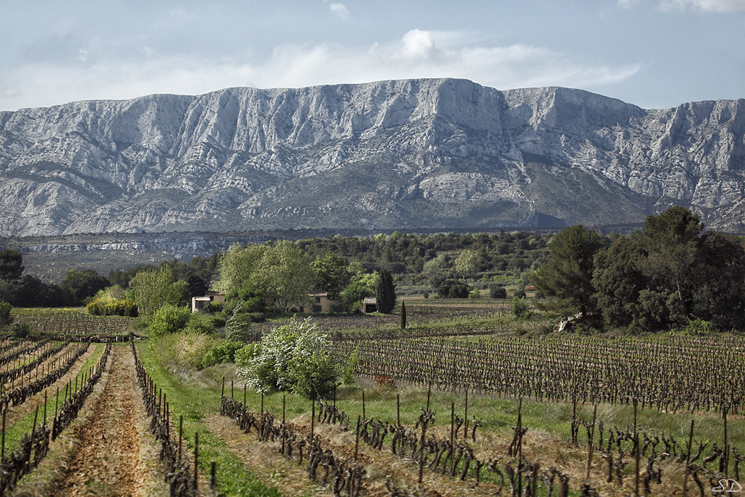 L'été sous Sainte Victoire