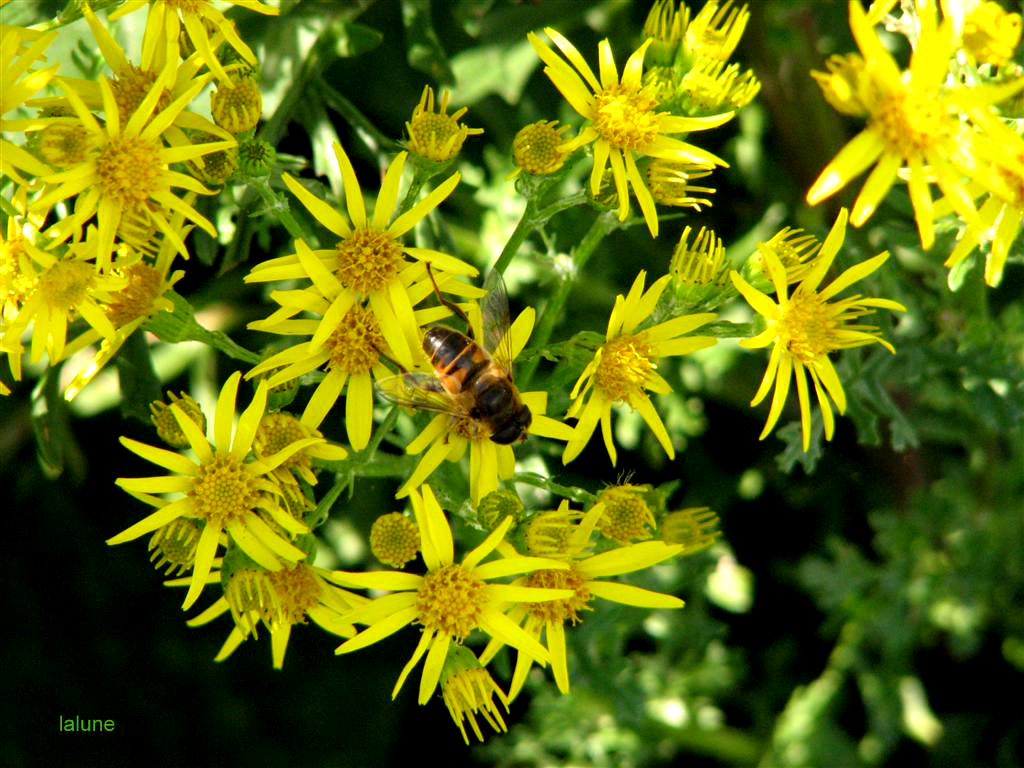 l'été va venir........summer will come