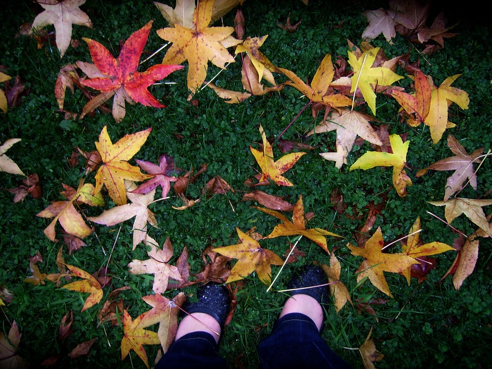 L'éternelle beautée d'automne*