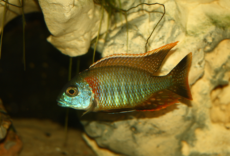 Lethrinops Rainbow Tanzania