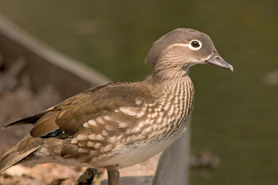 LETIZIA