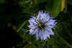 l'étoile bleue