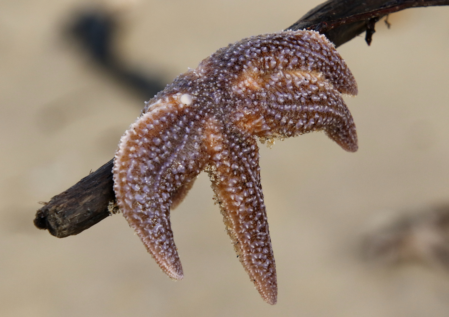 l'étoile de mer !