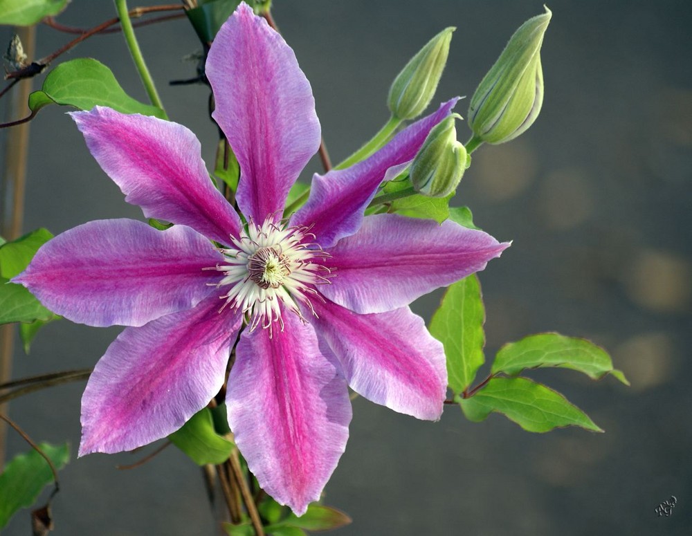 l'étoile du jardin