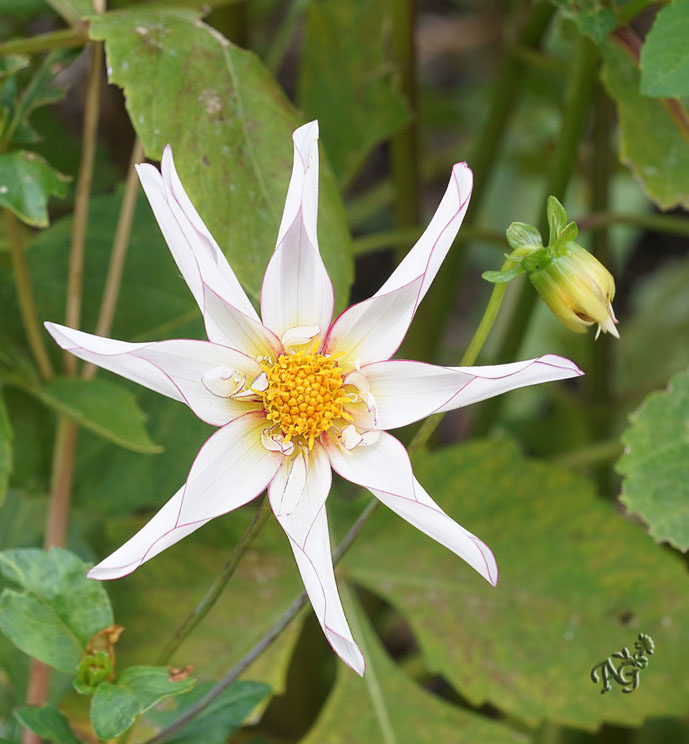 l'étoile du jardin....