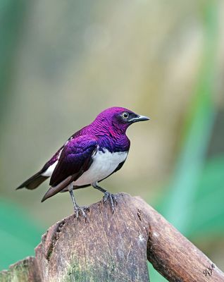 l'étourneau améthyste