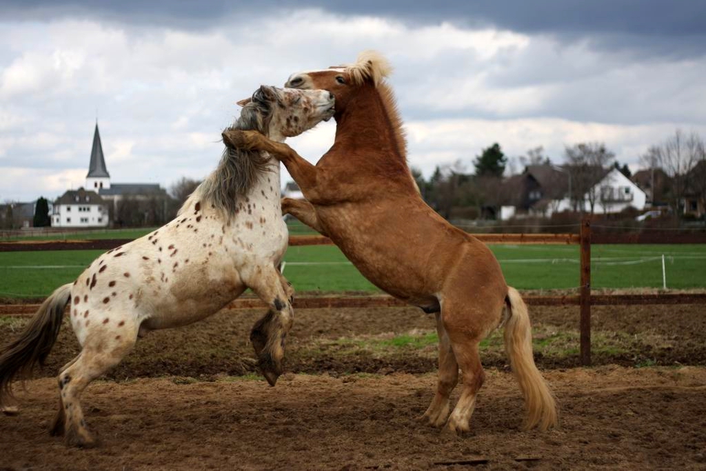 Let's Dance!