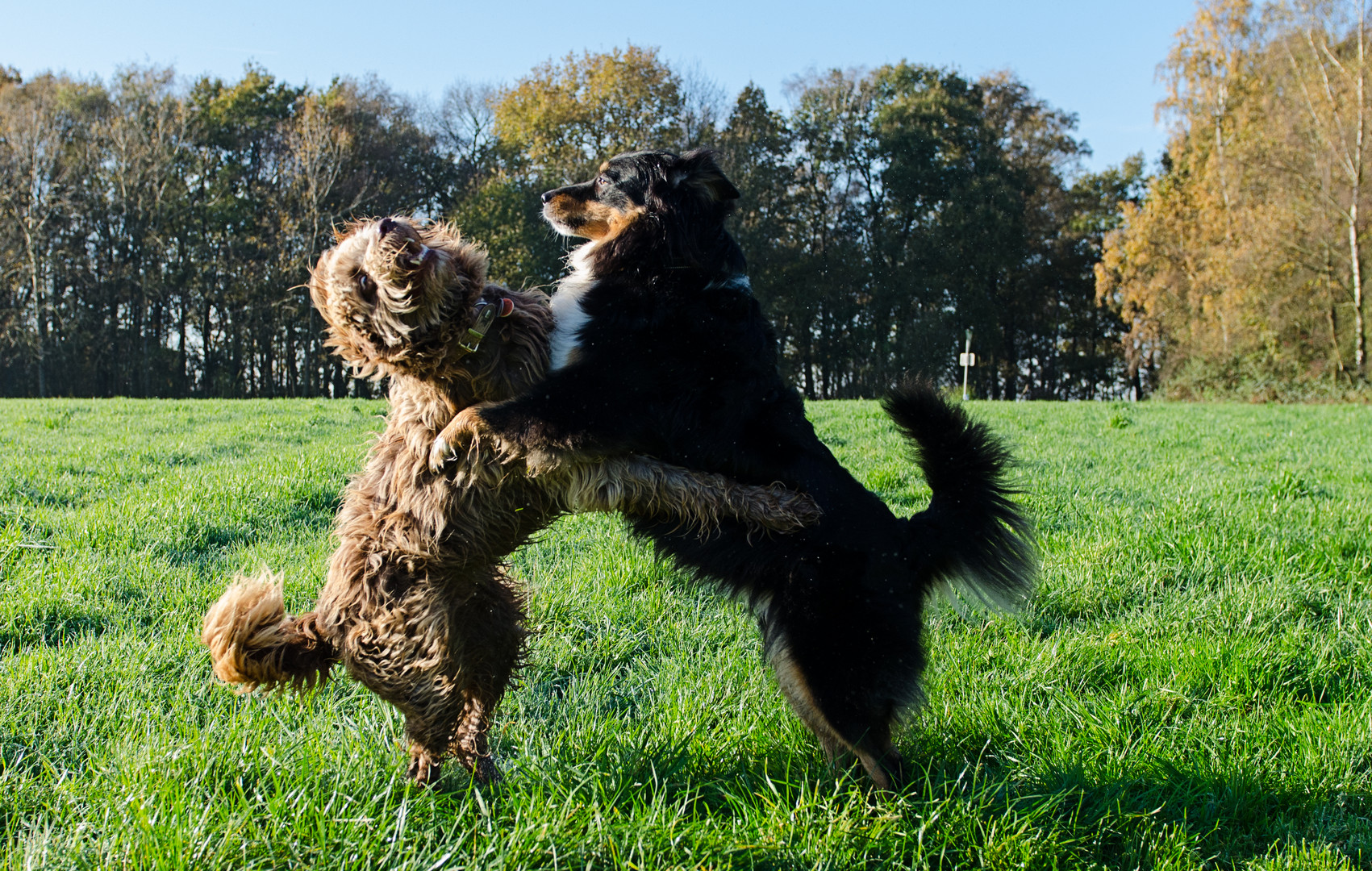 Let´s dance