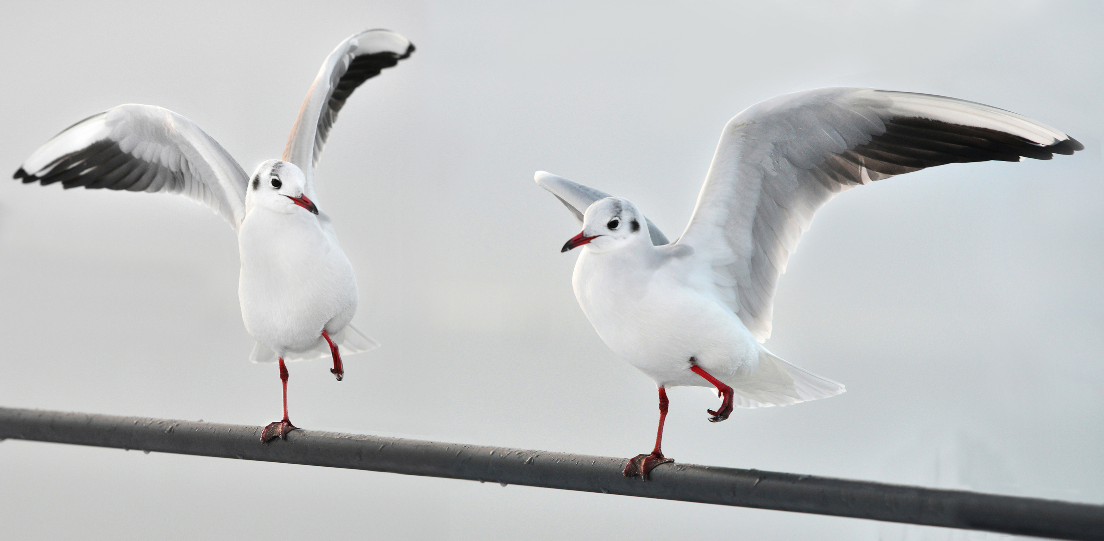 ´Let´s dance!