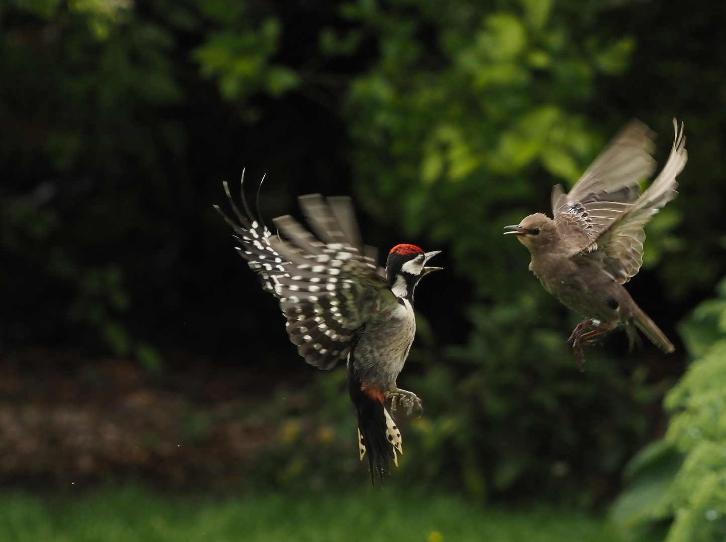 "Let´s dance".....