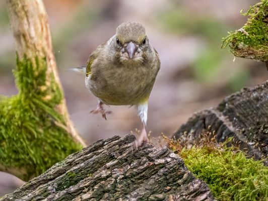 "LETS DANCE" oder so