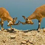 Let's get ready to rumbleeeeeeeeeee :) Nubischer oder auch Syrischer Steinbock ( Capra nubiana )