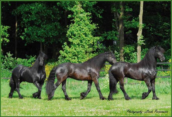 Linda Peinemann - Fotos & Bilder - Fotografin aus Twistringen (bei