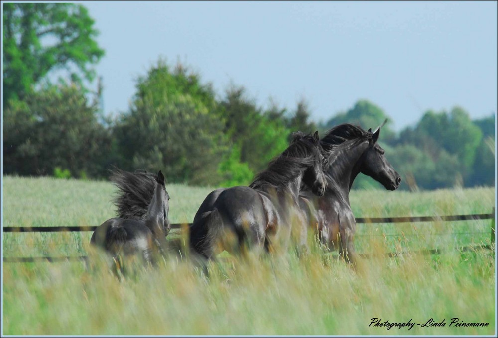 Let´s go.................Having fun with a herd of Friesian Horses