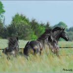 Let´s go.................Having fun with a herd of Friesian Horses