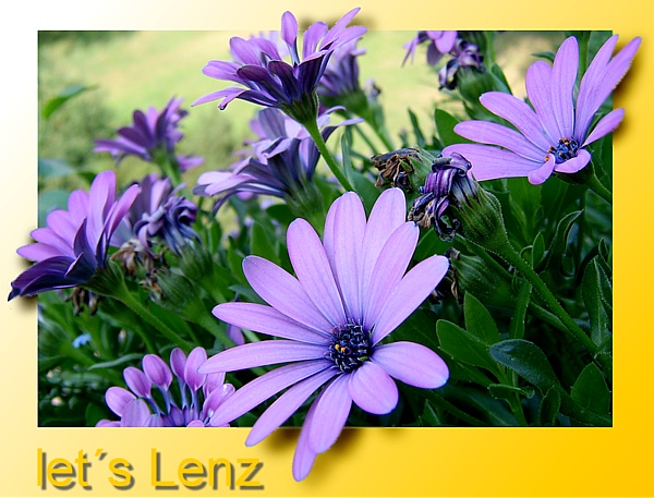 Let´s Lenz