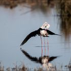 Let´s Tango