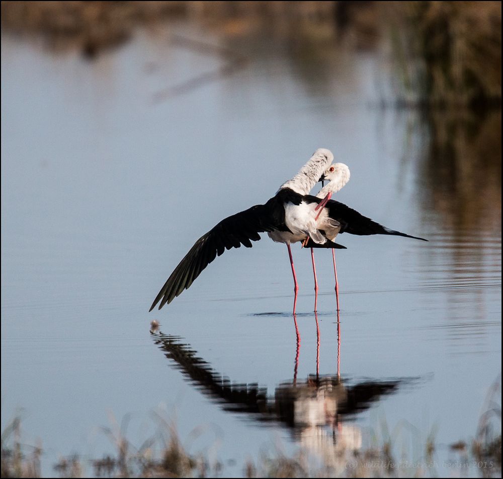 Let´s Tango