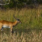 Letschwe Antilope