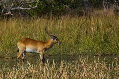 Letschwe Antilope