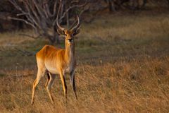 Letschwe - Antilope