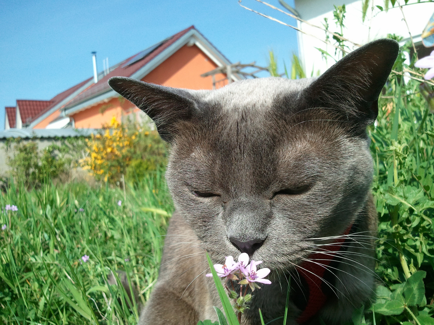 Lettchen schnuppert am Blümchen