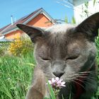 Lettchen schnuppert am Blümchen