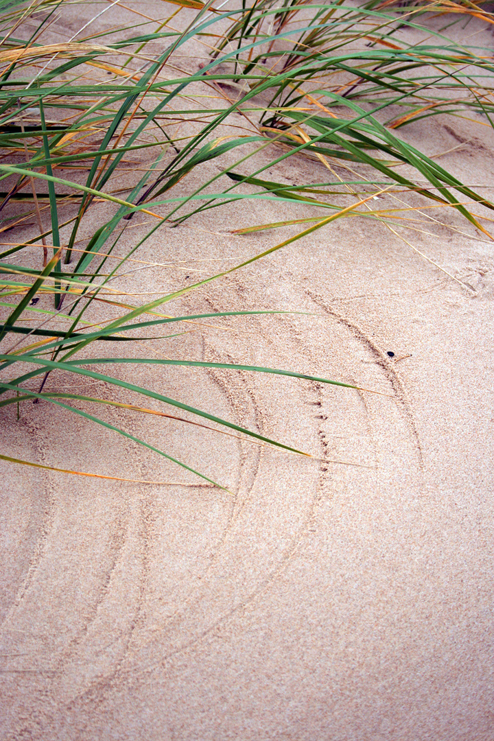 Letter from the Wind