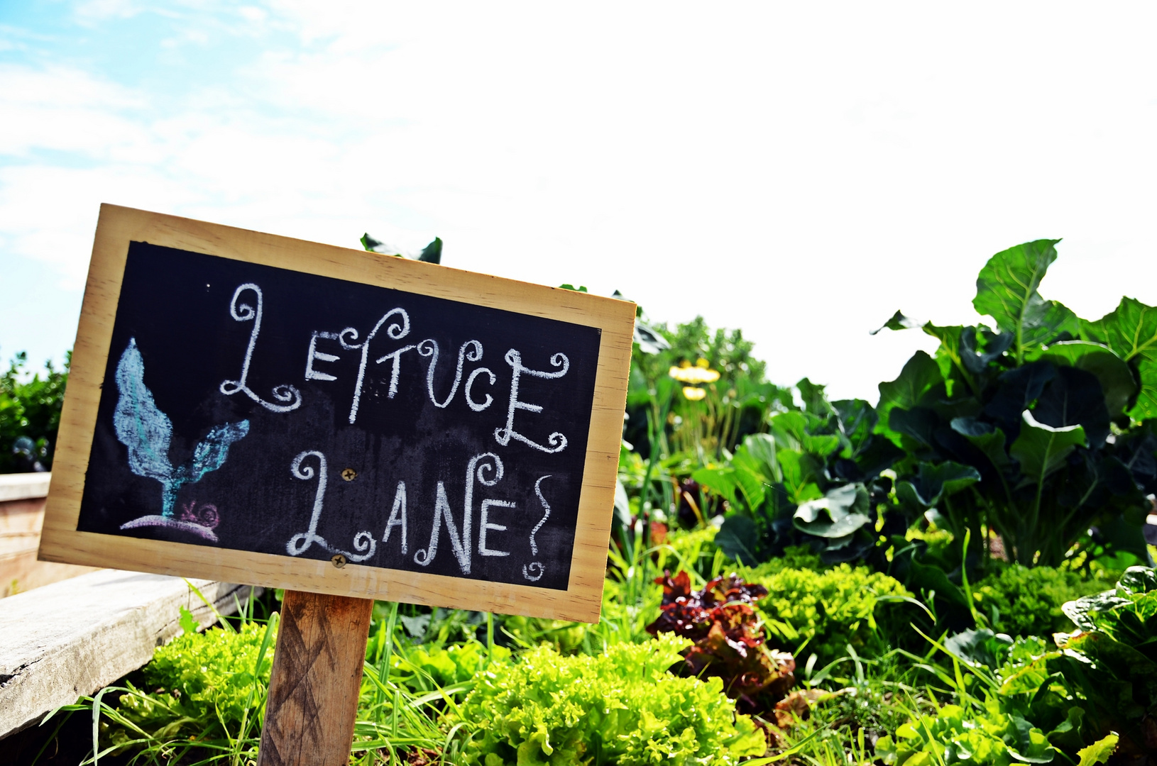 Lettuce Lane