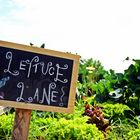 Lettuce Lane