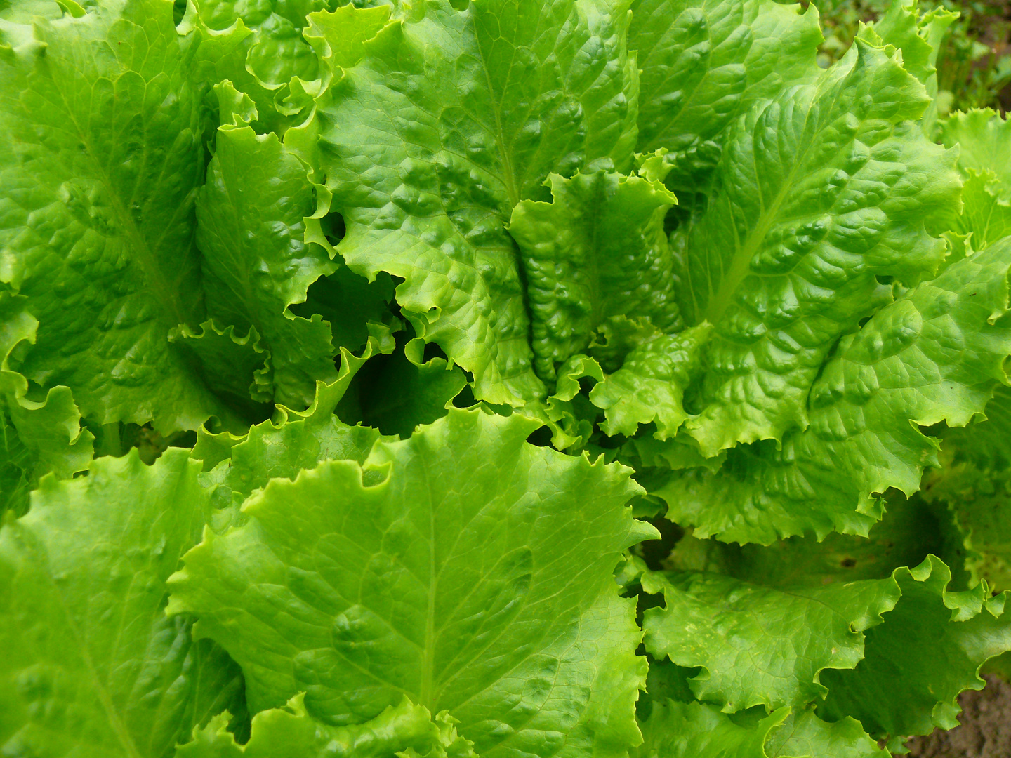 Lettuce leaves