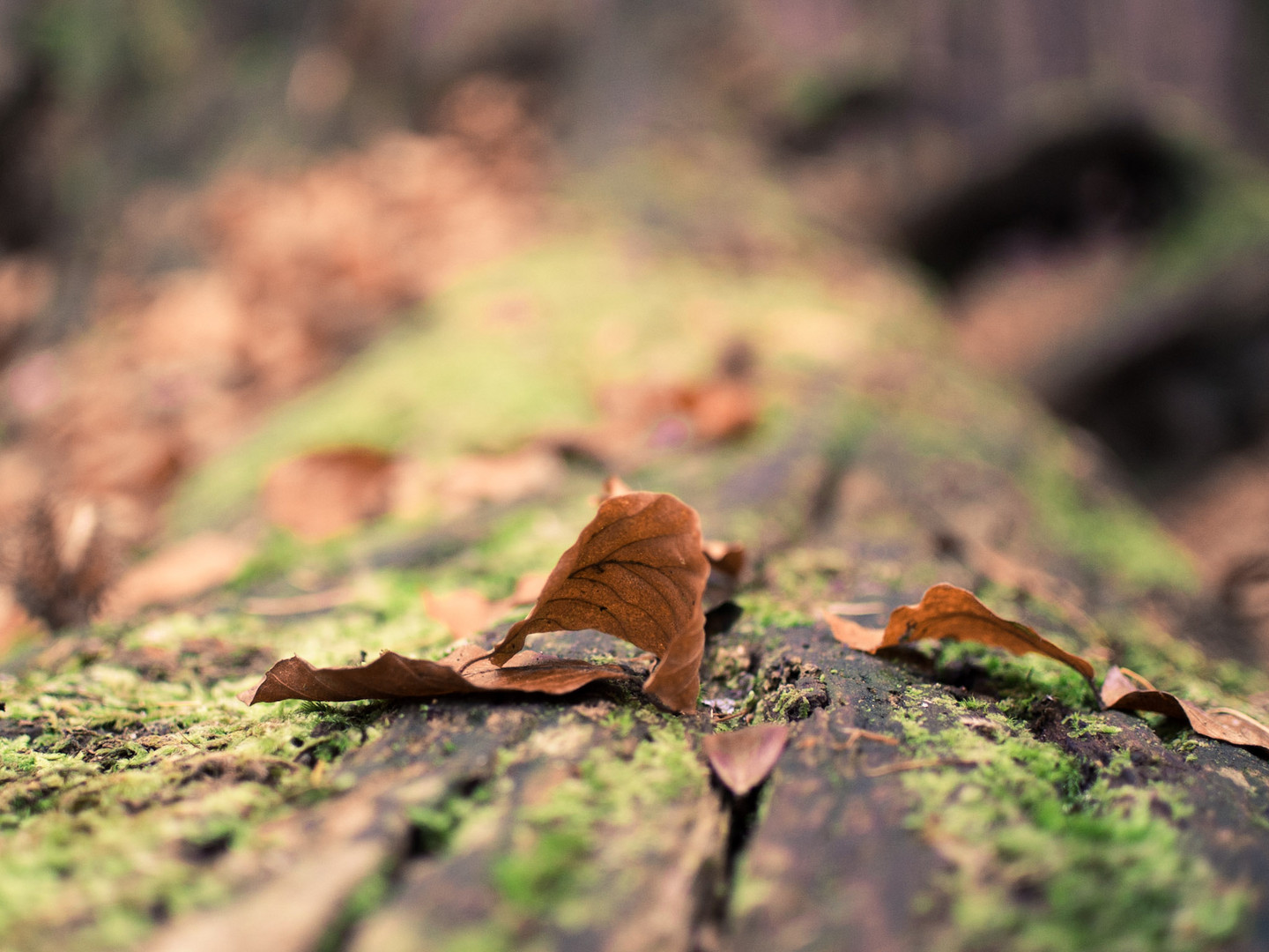 Letze Herbstfarben