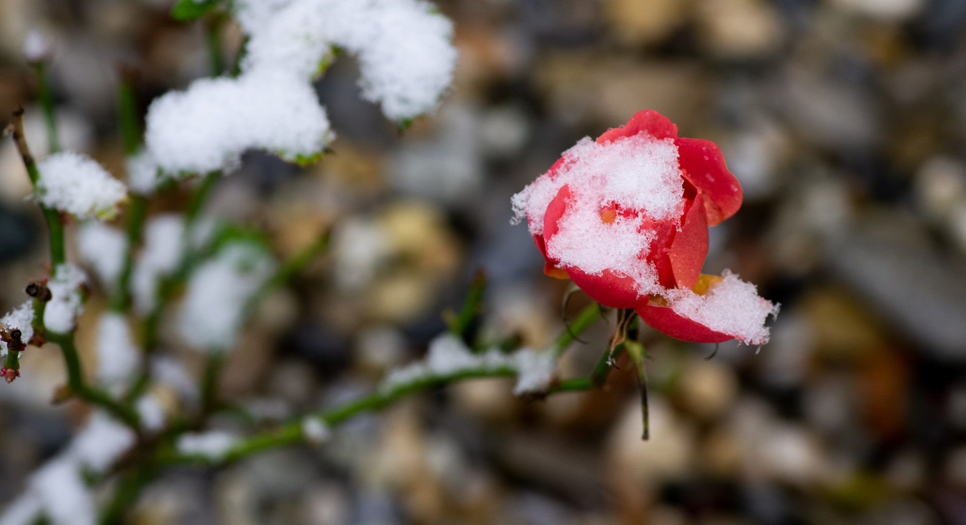 Letze Rose im Schnee