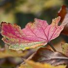 Letzen Herbst im Garten