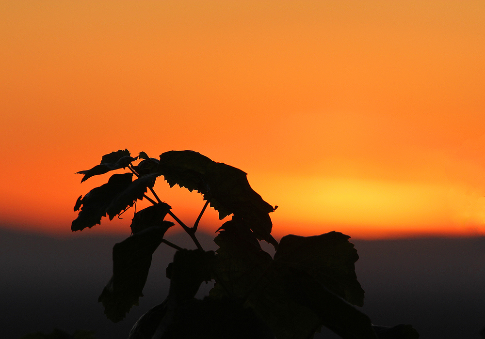 Letzenberger Abendstimmung