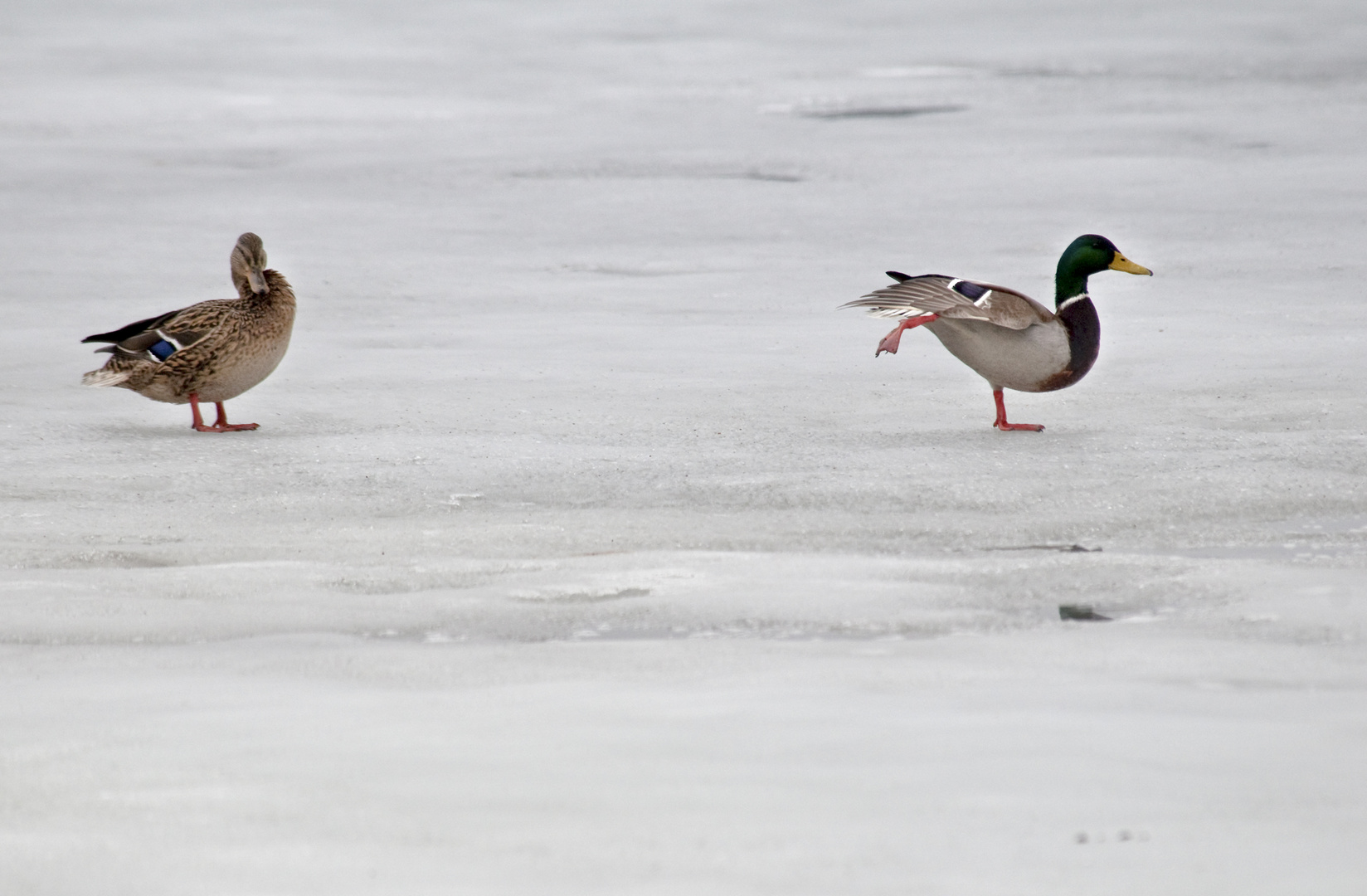 Letzer Eislaufversuch