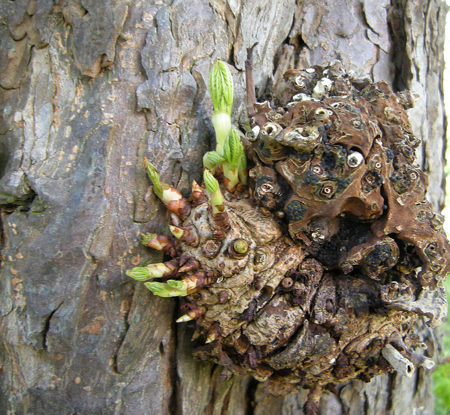 Letzer Frühling einer Rosskastanie