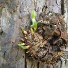 Letzer Frühling einer Rosskastanie