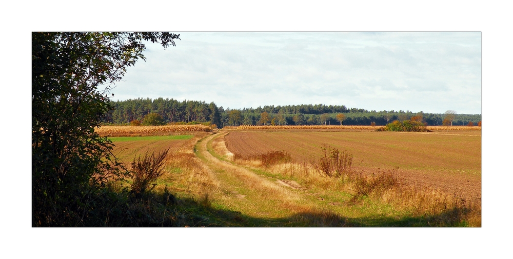 Letzlinger Feldwege