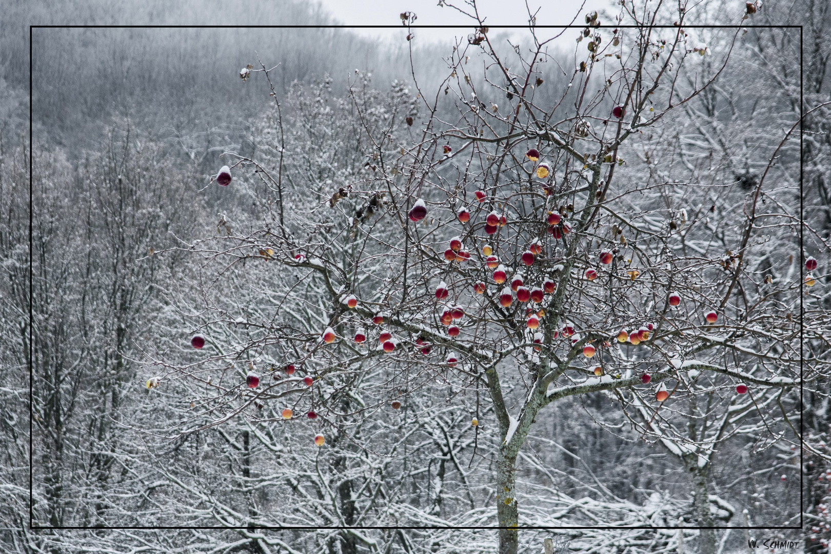 Letzte Äpfel in frostiger Umgebung