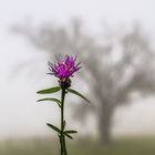 Letzte Anstrengung vor dem Winter