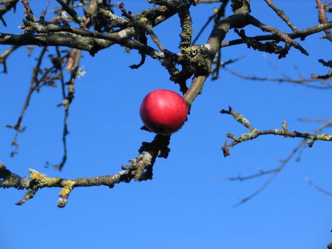 LETZTE APFEL