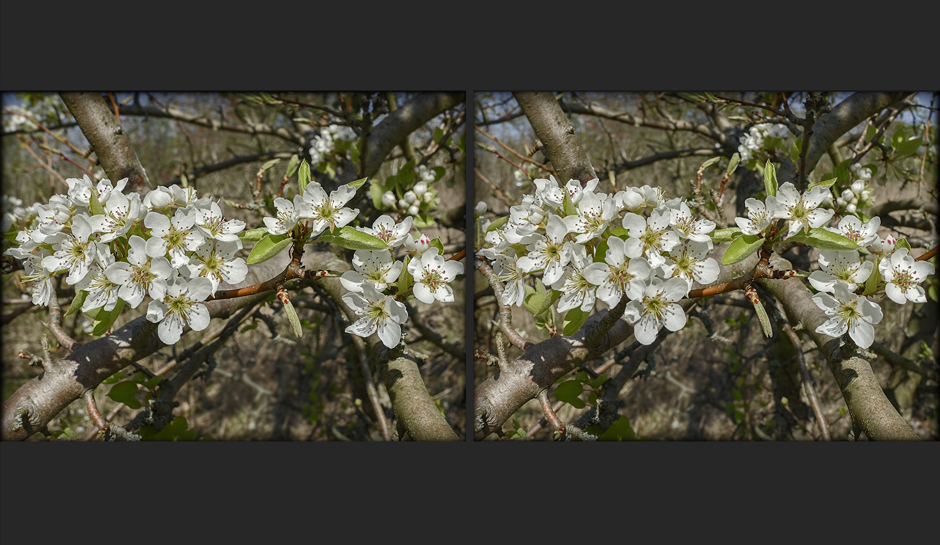 letzte Apfelbaumblüten (3D)