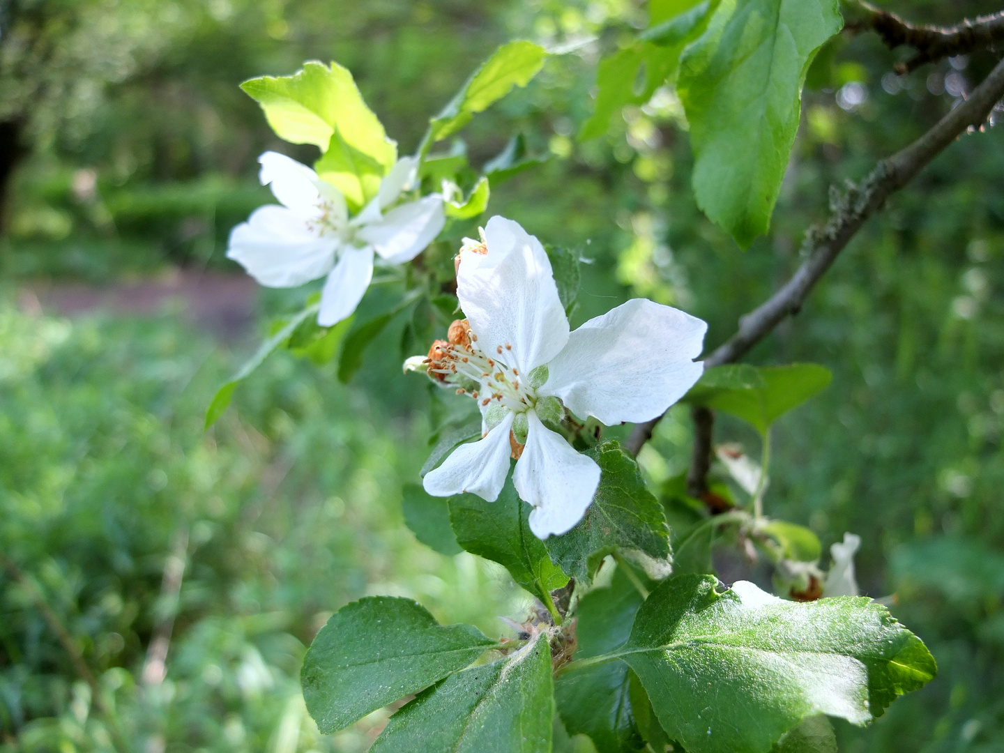 letzte Apfelblüten