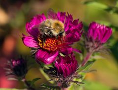 Letzte Arbeit im Herbst